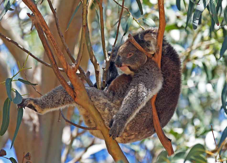 Koala bear sleeping in a blue gum tree, Kangaroo Island, Australia
