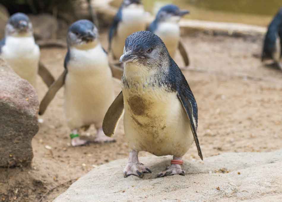 Little blue penguins on Philip Island