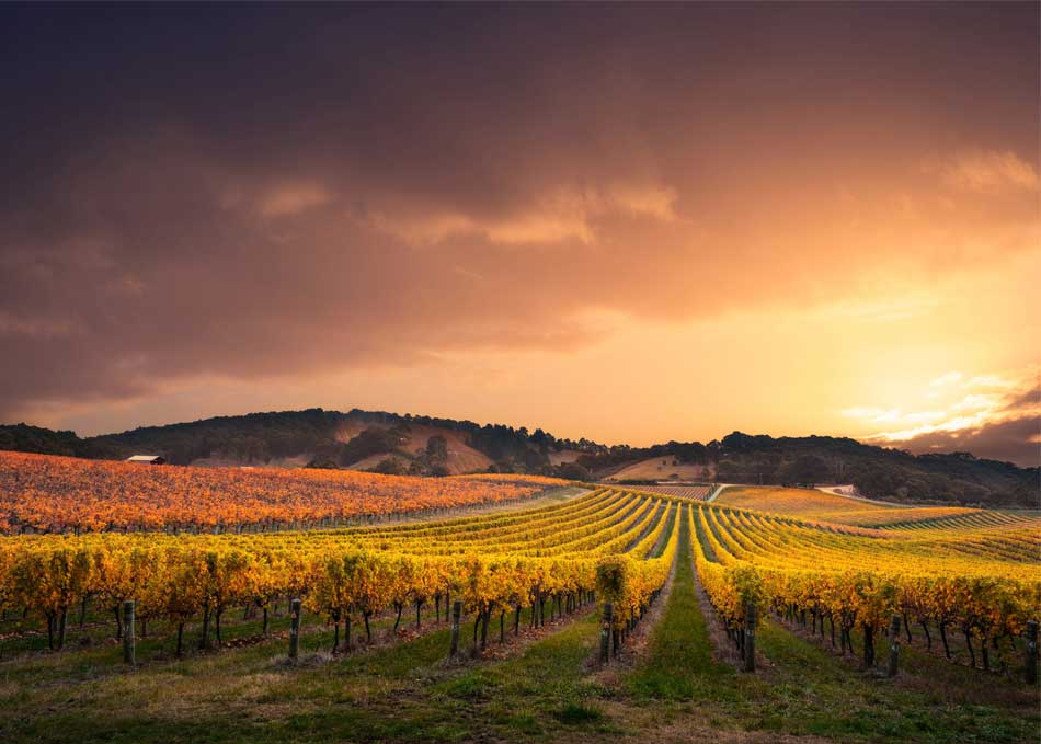 Sunset over a South Australian vineyard